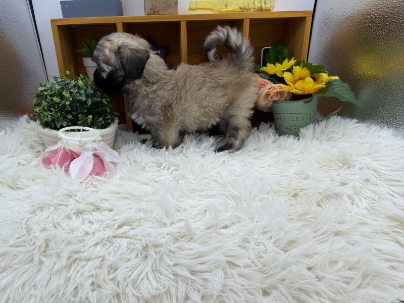 静岡県のマルプー(マルチーズ×プードル) (ワンラブカインズ清水店(FC)/2025年8月24日生まれ/男の子/レッドホワイト)の子犬の3枚目の画像