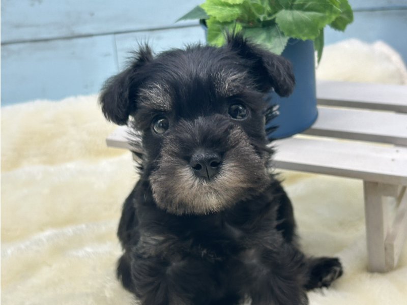 静岡県のミニチュアシュナウザー (ワンラブカインズ藤枝店(FC)/2025年8月30日生まれ/女の子/ブラッククリーム)の子犬の3枚目の画像