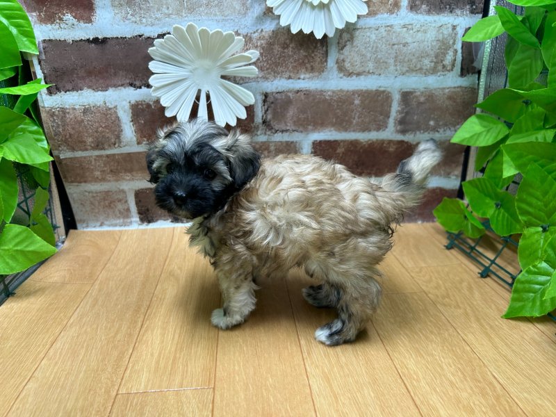 福島県のマルプー(マルチーズ×プードル) (ワンラブカインズ白河モール店(FC)/2025年8月24日生まれ/男の子/レッドホワイト)の子犬の3枚目の画像