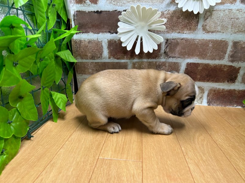 福島県のフレンチブルドッグ (ワンラブカインズ白河モール店(FC)/2025年8月30日生まれ/男の子/フォーンホワイト)の子犬の3枚目の画像