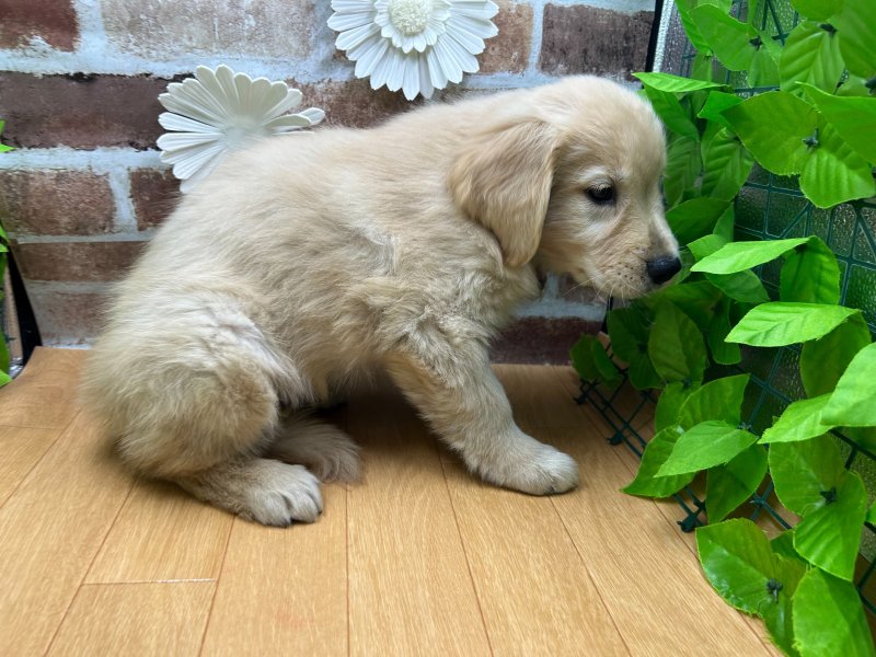 福島県のゴールデンレトリバー (ワンラブカインズ白河モール店(FC)/2025年8月31日生まれ/男の子/ゴールデン)の子犬の3枚目の画像