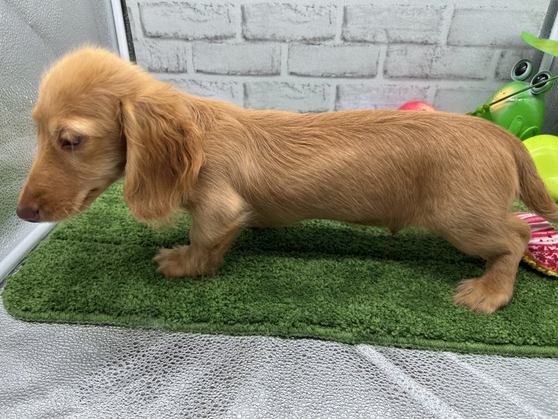 福岡県のカニンヘンダックスフンド(ロング) (ワンラブホームワイド ペット&グリーン和白店(FC)/2025年6月17日生まれ/男の子/ゴールド)の子犬の3枚目の画像