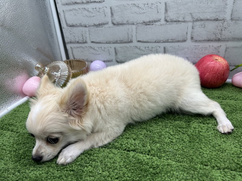 福岡県のチワワ(ロング) (ワンラブﾎｰﾑﾜｲﾄﾞ ﾍﾟｯﾄ＆ｸﾞﾘｰﾝ和白店(FC)/2025年7月20日生まれ/男の子/ホワイトクリーム)の子犬の3枚目の画像