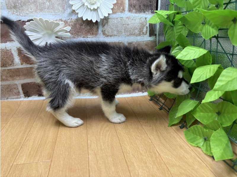 福島県のシベリアンハスキー (ワンラブカインズ白河モール店(FC)/2025年9月5日生まれ/女の子/ブラックホワイト)の子犬の3枚目の画像