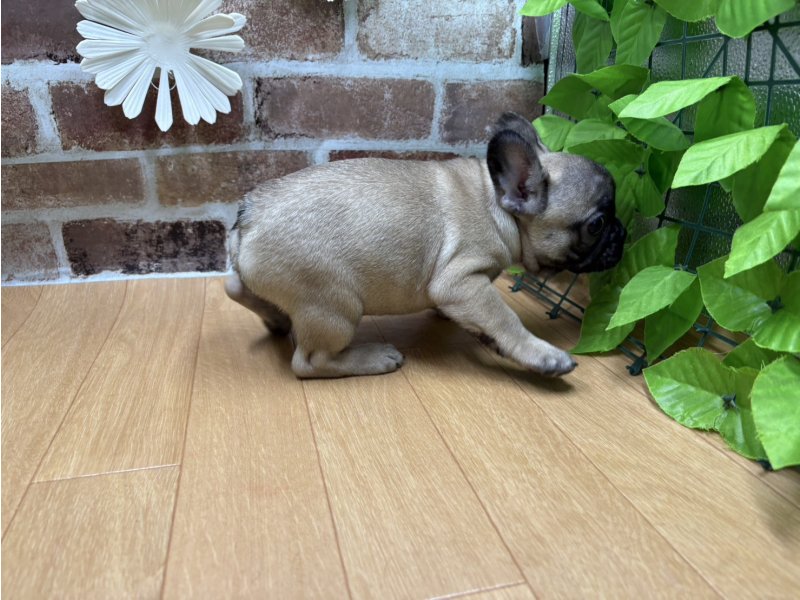 福島県のフレンチブルドッグ (ワンラブカインズ白河モール店(FC)/2025年9月5日生まれ/女の子/フォーン)の子犬の3枚目の画像