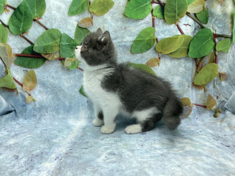 埼玉県のブリティッシュショートヘアー (ワンラブカインズ北本店(FC)/2025年9月6日生まれ/男の子/ブルーホワイト)の子猫の3枚目の画像