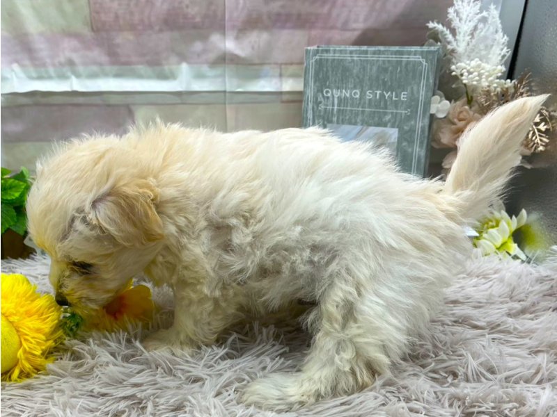 静岡県のポメビション(ポメラニアン×ビションフリーゼ) (ワンラブカインズ掛川店(FC)/2025年8月29日生まれ/男の子/アプリコット)の子犬の3枚目の画像