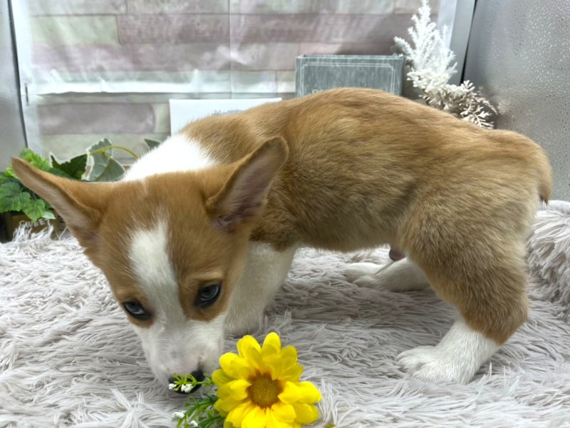 静岡県のウェルシュコーギーペンブローク (ワンラブカインズ掛川店(FC)/2025年9月6日生まれ/男の子/セーブルホワイト)の子犬の3枚目の画像