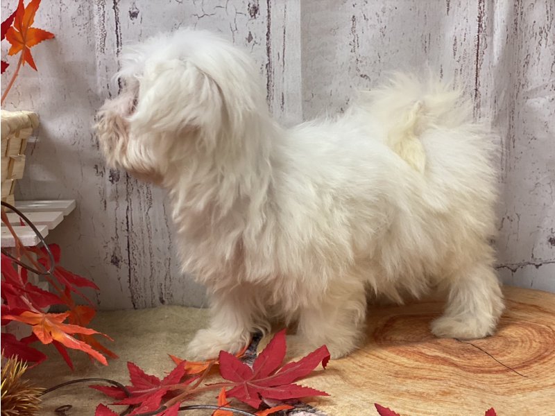 埼玉県のマルチーズ (ワンラブカインズ羽生店(FC)/2025年8月27日生まれ/女の子/ホワイト)の子犬の3枚目の画像