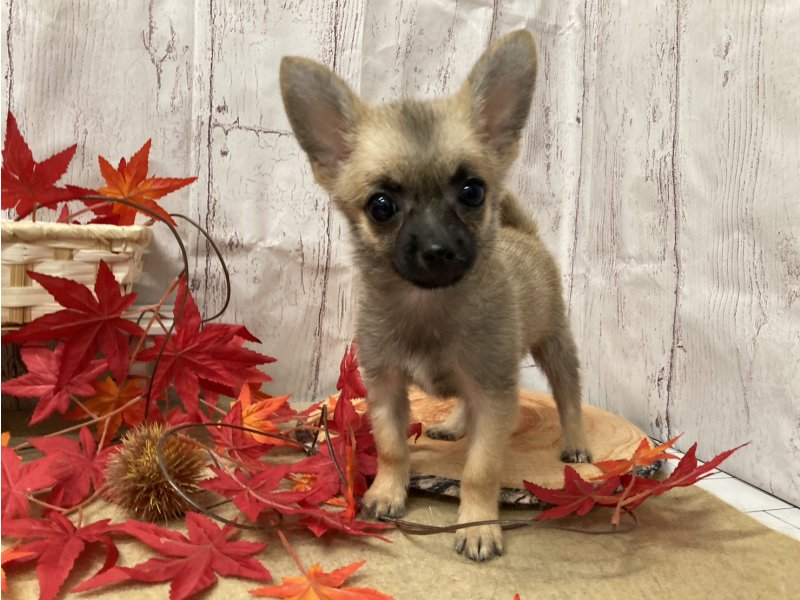 埼玉県のポメチワ/チワポメ/ポメチー(ポメラニアン×チワワ) (ワンラブカインズ羽生店(FC)/2025年8月14日生まれ/男の子/フォーン)の子犬の3枚目の画像