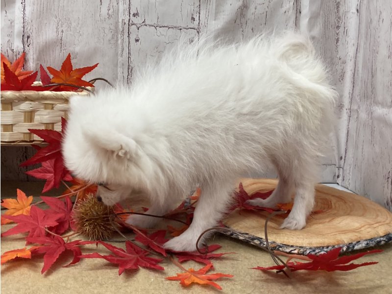 埼玉県のペキポメ/ポメペキ(ペキニーズ×ポメラニアン) (ワンラブカインズ羽生店(FC)/2025年7月14日生まれ/女の子/ホワイト)の子犬の3枚目の画像