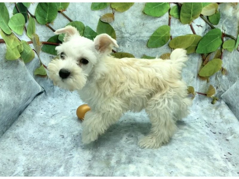 埼玉県のミニチュアシュナウザー (ワンラブカインズ北本店(FC)/2025年9月13日生まれ/女の子/ホワイト)の子犬の3枚目の画像