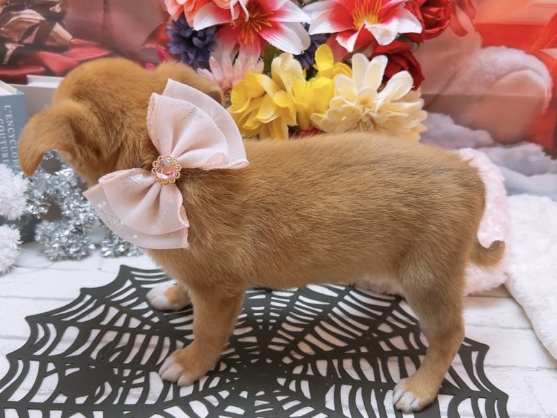 沖縄県のチワコーギー(チワワ×コーギー) (ワンラブカインズ糸満店(FC)/2025年9月7日生まれ/女の子/レッドホワイト)の子犬の3枚目の画像