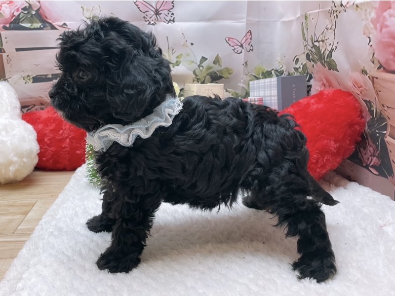 滋賀県のキャバプー(キャバリア×プードル) (ワンラブコ メ リパワー ペットアミ水口店(FC)/2025年9月10日生まれ/男の子/ブラックホワイト)の子犬の3枚目の画像