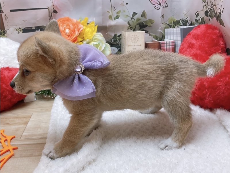 岐阜県のチワ柴/柴チワ/チワシバ(チワワ×柴) (ワンラブホームセンターバロー北方店(FC)/2025年9月6日生まれ/女の子/レッドホワイト)の子犬の3枚目の画像