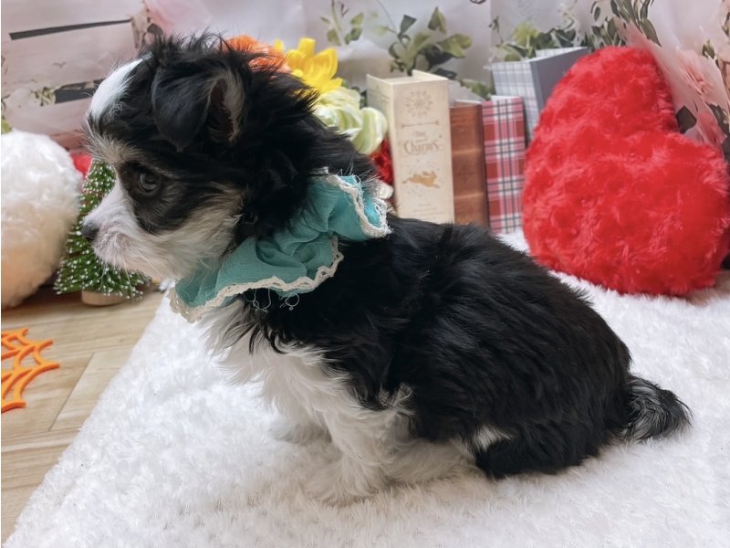 大阪府のチワマル/マルチワ(チワワ×マルチーズ) (ワンラブカインズ太子店(FC)/2025年9月5日生まれ/男の子/ブラックタンホワイト)の子犬の3枚目の画像