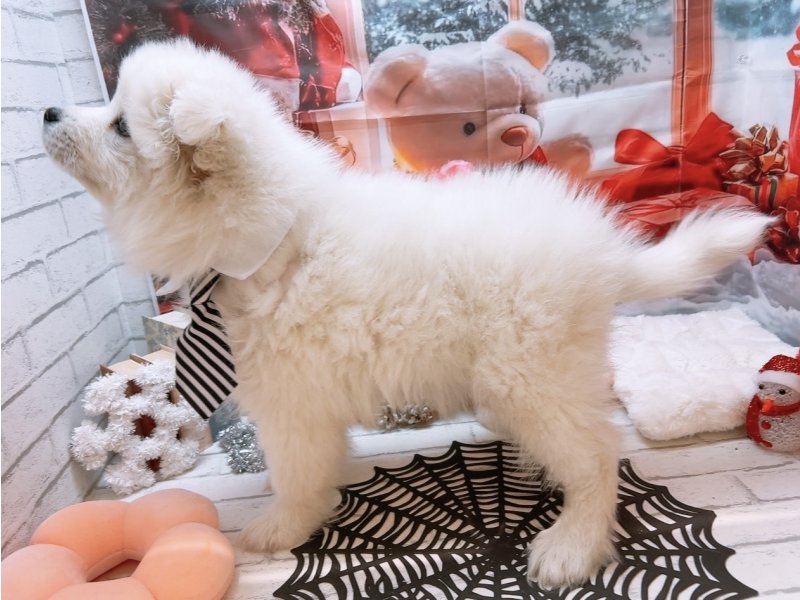 新潟県のサモエド (ワンラブフレスポ赤道店(FC)/2025年9月7日生まれ/男の子/ホワイト)の子犬の3枚目の画像