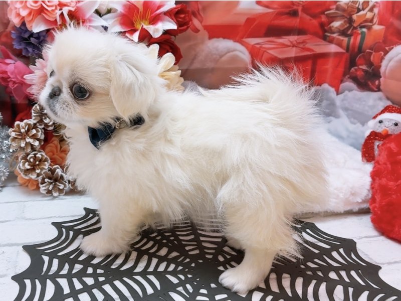 愛知県のペキニーズ (ワンラブカインズ豊田四郷店(FC)/2025年9月13日生まれ/女の子/ホワイト)の子犬の3枚目の画像