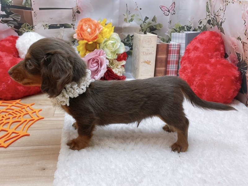 岐阜県のミニチュアダックスフンド(ロング) (ワンラブホームセンターバロー北方店(FC)/2025年9月7日生まれ/男の子/チョコレートタン)の子犬の3枚目の画像