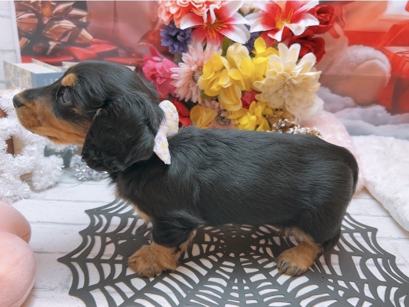 沖縄県のミニチュアダックスフンド(ロング) (ワンラブカインズ糸満店(FC)/2025年9月10日生まれ/男の子/ブラックタン)の子犬の3枚目の画像