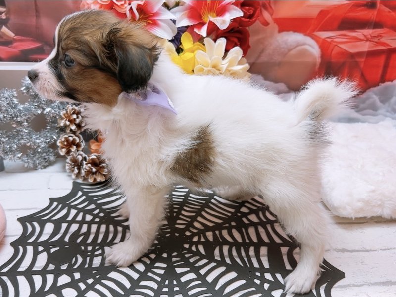 沖縄県のパピヨン (ワンラブカインズあがり浜店(FC)/2025年9月13日生まれ/男の子/ホワイトブラウン)の子犬の3枚目の画像