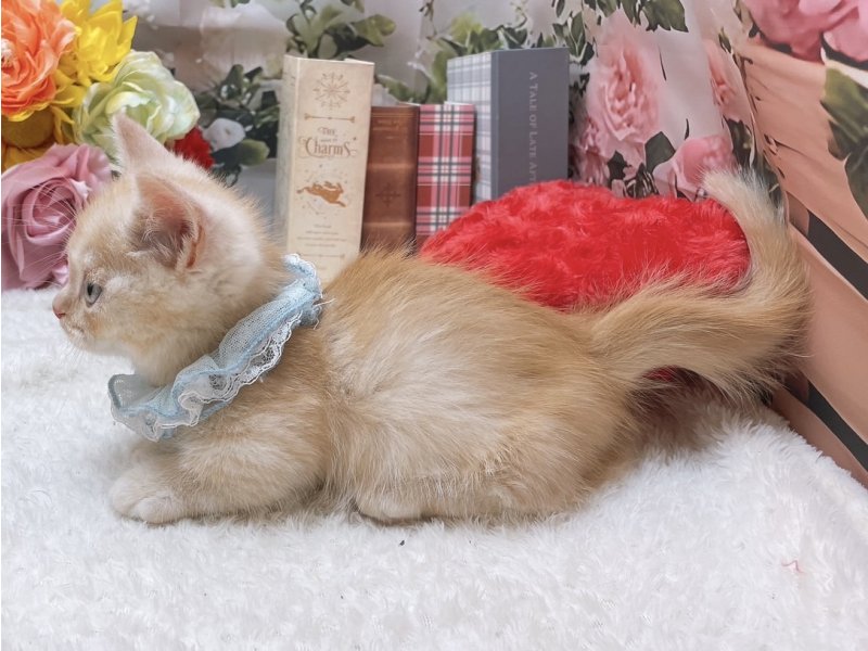 大阪府のマンチカン (ワンラブカインズ太子店(FC)/2025年9月11日生まれ/男の子/カメオマッカレルタビー)の子猫の3枚目の画像