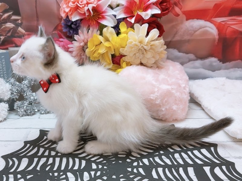 愛知県のラグドール (ワンラブカインズ豊田四郷店(FC)/2025年9月12日生まれ/男の子/シールポイントバイカラー)の子猫の3枚目の画像