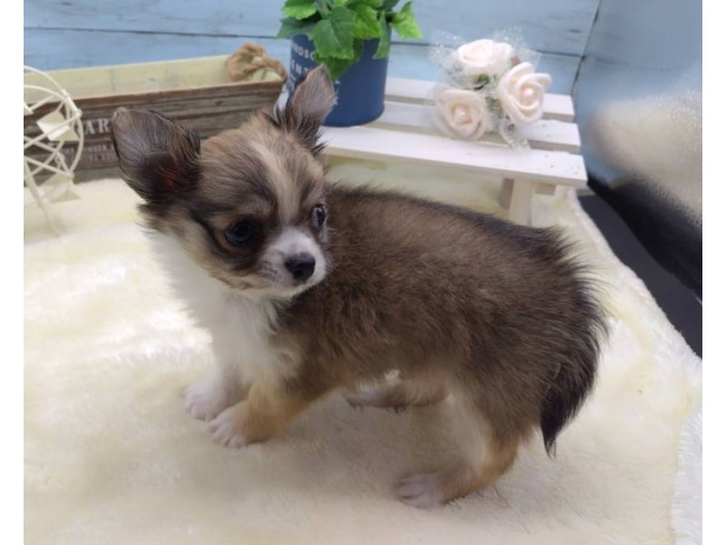 静岡県のチワワ(ロング) (ワンラブカインズ藤枝店(FC)/2025年9月10日生まれ/男の子/フォーンホワイト)の子犬の3枚目の画像