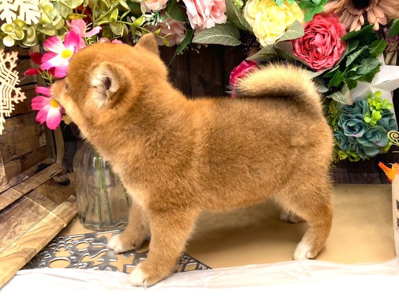 京都府の豆柴 (ワンラブカインズ木津川店(FC)/2025年9月12日生まれ/男の子/赤)の子犬の3枚目の画像