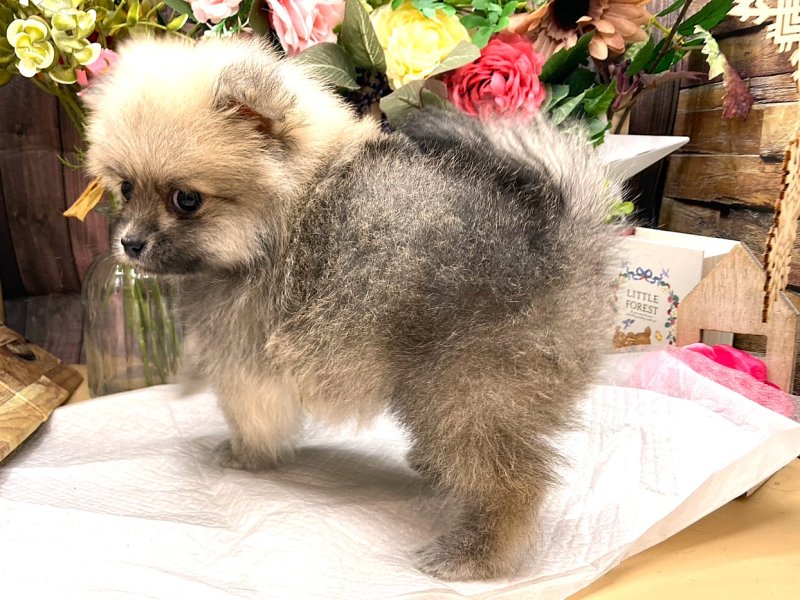 京都府のポメラニアン (ワンラブカインズ木津川店(FC)/2025年9月14日生まれ/女の子/クリームセーブル)の子犬の3枚目の画像