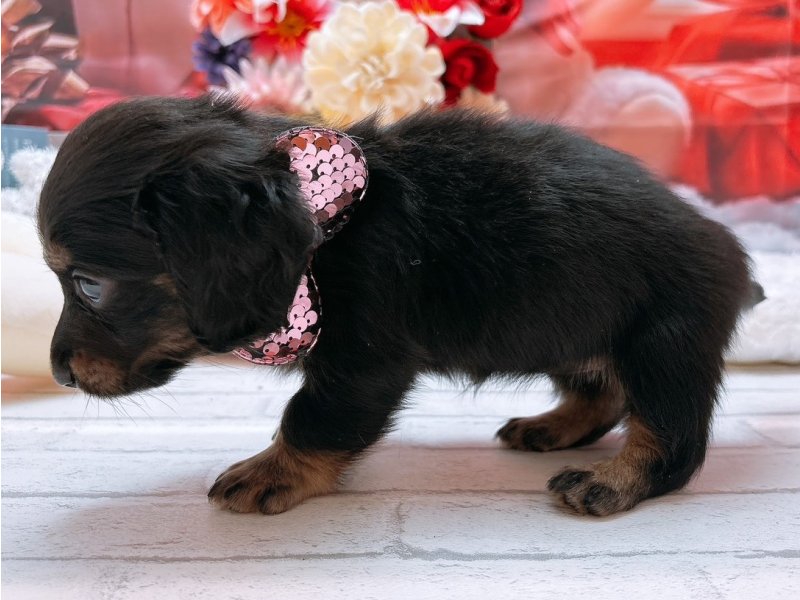 愛知県のミニチュアダックスフンド(ロング) (ワンラブカインズ豊田四郷店(FC)/2025年9月17日生まれ/女の子/ブラックタン)の子犬の3枚目の画像