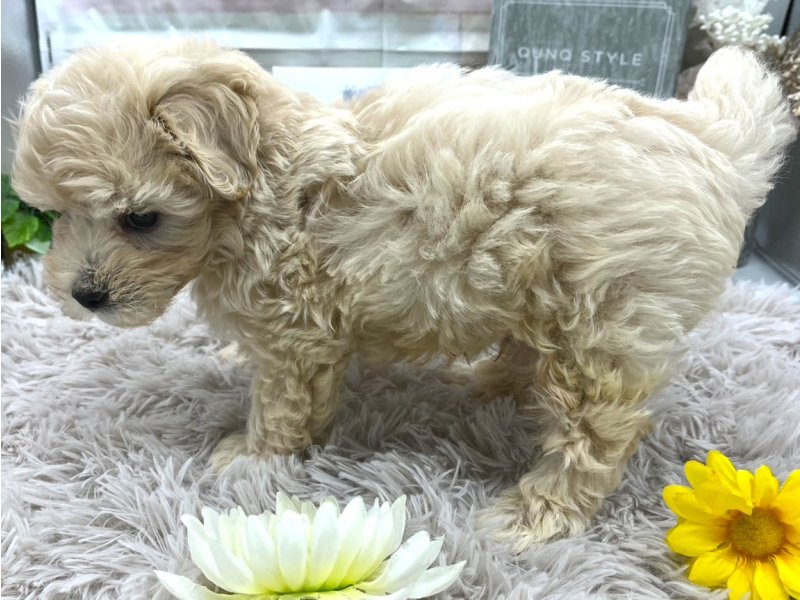 静岡県のマルプー(マルチーズ×プードル) (ワンラブカインズ掛川店(FC)/2025年9月12日生まれ/男の子/アプリコット)の子犬の3枚目の画像