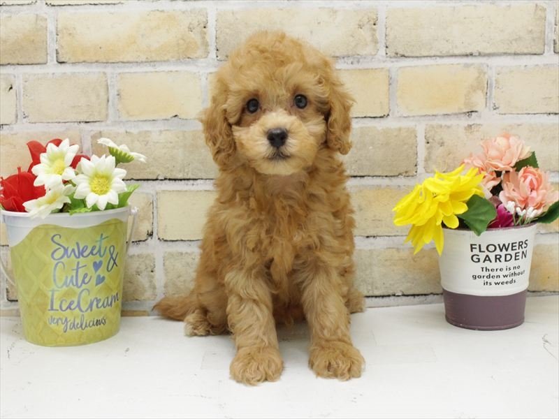 福岡県のトイプードル(トイ) (ワンラブ福岡総本店/2025年9月15日生まれ/男の子/レッド)の子犬の3枚目の画像