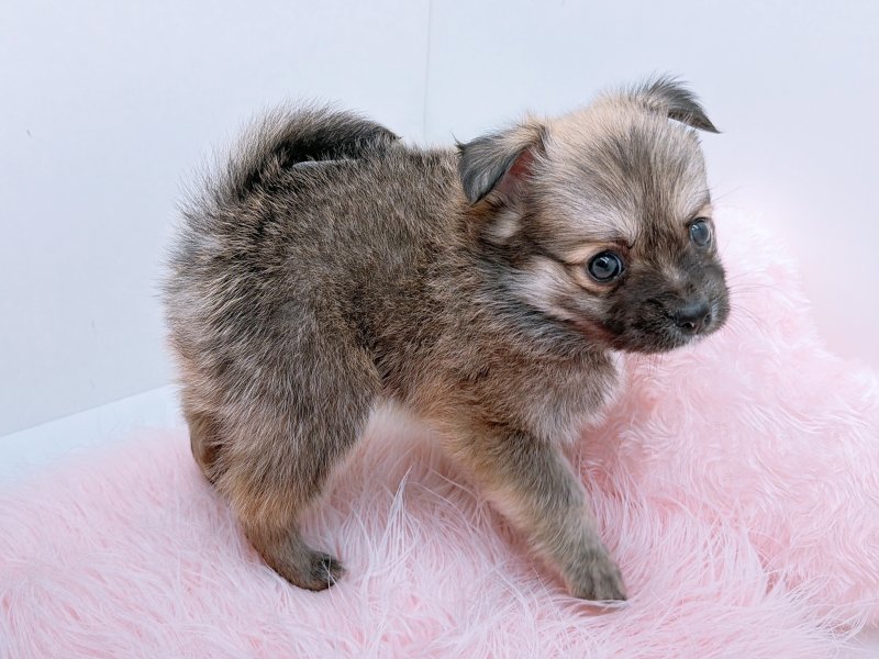 愛知県のチワックス(チワワ×ダックス) (ワンラブペッツビレッジ アピタ木曽川店(FC)/2025年9月20日生まれ/男の子/レッド)の子犬の3枚目の画像