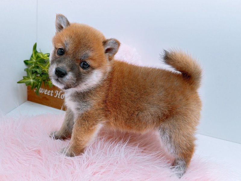 愛知県の豆柴 (ワンラブカインズ小牧店(FC)/2025年9月20日生まれ/女の子/赤)の子犬の3枚目の画像