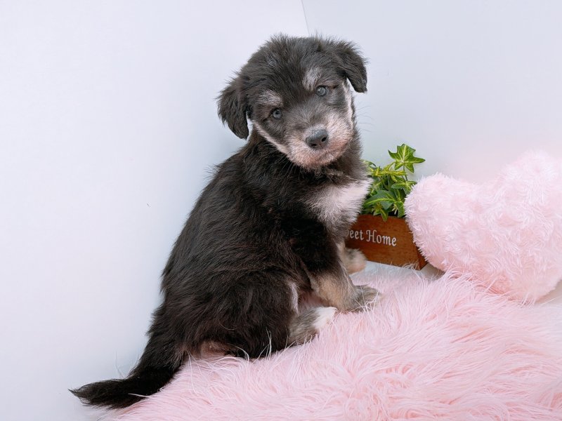 愛知県のハーフ犬・ミックス犬 (ワンラブペッツビレッジ アピタ木曽川店(FC)/2025年9月21日生まれ/男の子/ブラックホワイト)の子犬の3枚目の画像