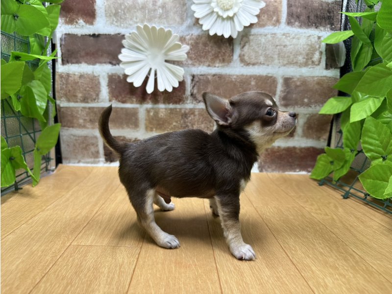 福島県のチワワ(ロング) (ワンラブカインズ白河モール店(FC)/2025年9月20日生まれ/男の子/チョコレートタン)の子犬の3枚目の画像