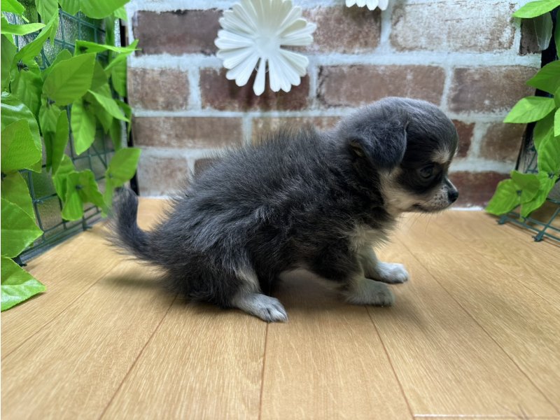 福島県のチワワ(ロング) (ワンラブカインズ白河モール店(FC)/2025年9月20日生まれ/女の子/ブルークリームホワイト)の子犬の3枚目の画像