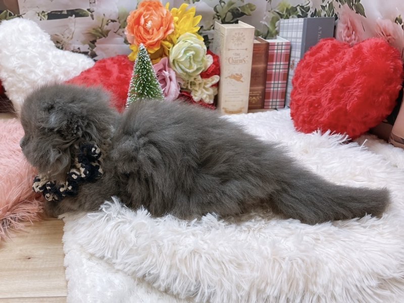 大阪府のフォールデックス (ワンラブカインズ太子店(FC)/2025年9月20日生まれ/男の子/ブルー)の子猫の3枚目の画像