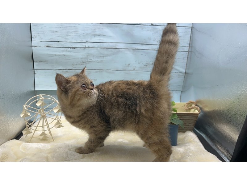 静岡県のエキゾチック (ワンラブカインズ藤枝店(FC)/2025年9月13日生まれ/女の子/ブラウンパッチドタビー)の子猫の3枚目の画像