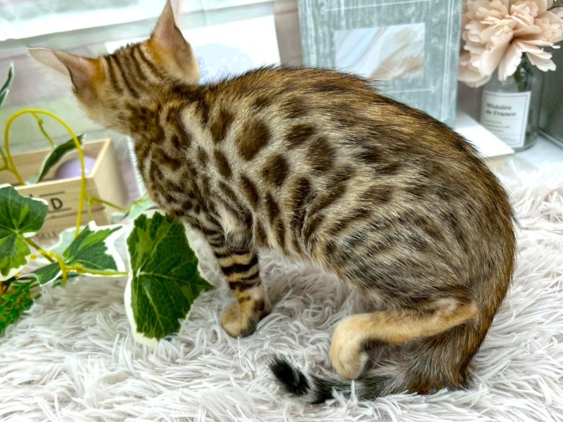 静岡県のベンガル (ワンラブカインズ掛川店(FC)/2025年9月19日生まれ/女の子/ブラウンスポットタビー)の子猫の3枚目の画像