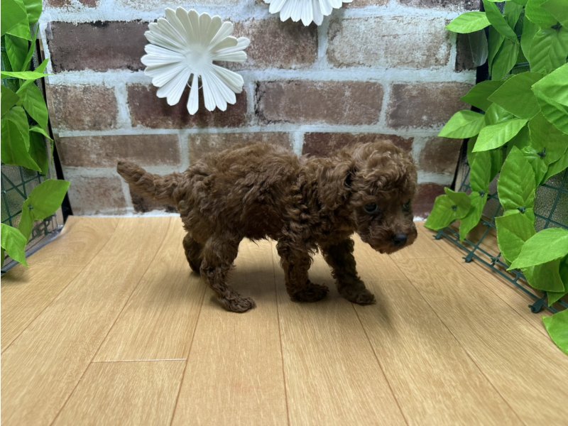 福島県のトイプードル(トイ) (ワンラブカインズ白河モール店(FC)/2025年9月27日生まれ/男の子/レッド)の子犬の3枚目の画像