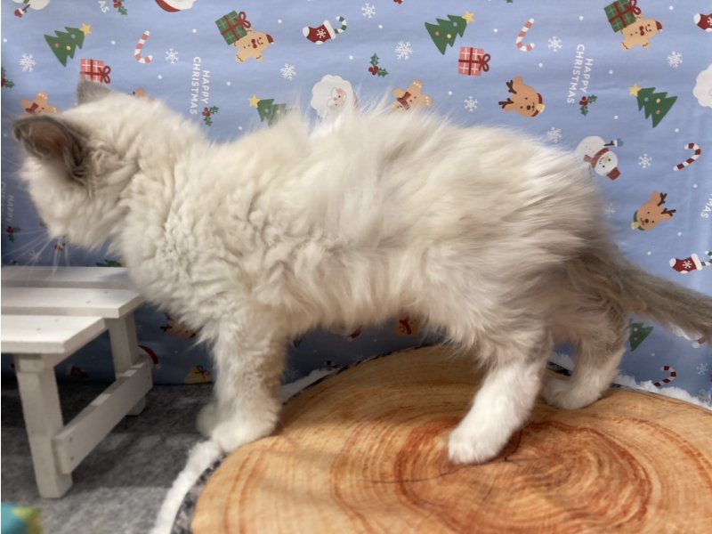 埼玉県のラグドール (ワンラブカインズ羽生店(FC)/2025年9月18日生まれ/女の子/ブルーポイントバイカラー)の子猫の3枚目の画像