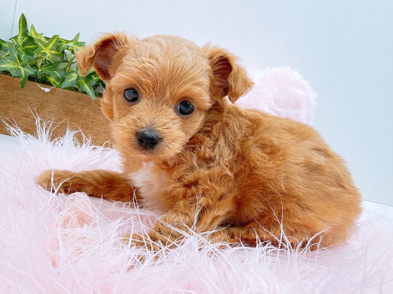 愛知県のチワプー/プーチー(チワワ×プードル) (ワンラブカインズ小牧店(FC)/2025年10月5日生まれ/男の子/レッド)の子犬の3枚目の画像