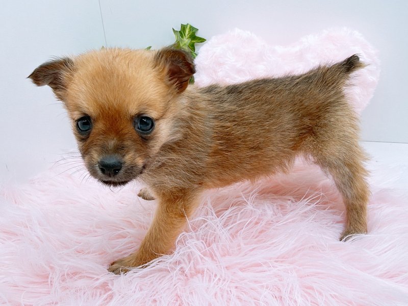 愛知県のﾐﾆﾋﾟﾝｽﾋﾟｯﾂ【ﾐﾆﾋﾟﾝ×ｽﾋﾟｯﾂ】 (ワンラブペッツビレッジ アピタ木曽川店(FC)/2025年9月27日生まれ/女の子/レッド)の子犬の3枚目の画像