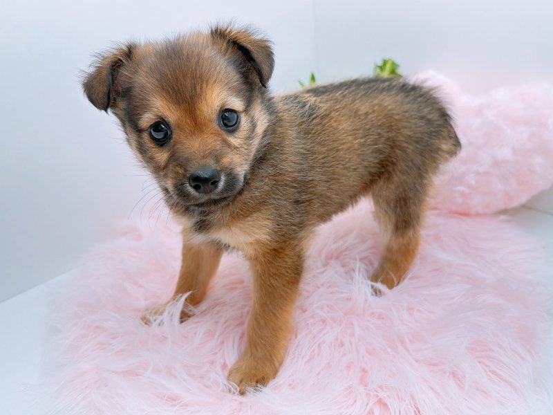 愛知県のﾐﾆﾋﾟﾝｽﾋﾟｯﾂ【ﾐﾆﾋﾟﾝ×ｽﾋﾟｯﾂ】 (ワンラブペッツビレッジ アピタ木曽川店(FC)/2025年9月27日生まれ/女の子/レッド)の子犬の3枚目の画像