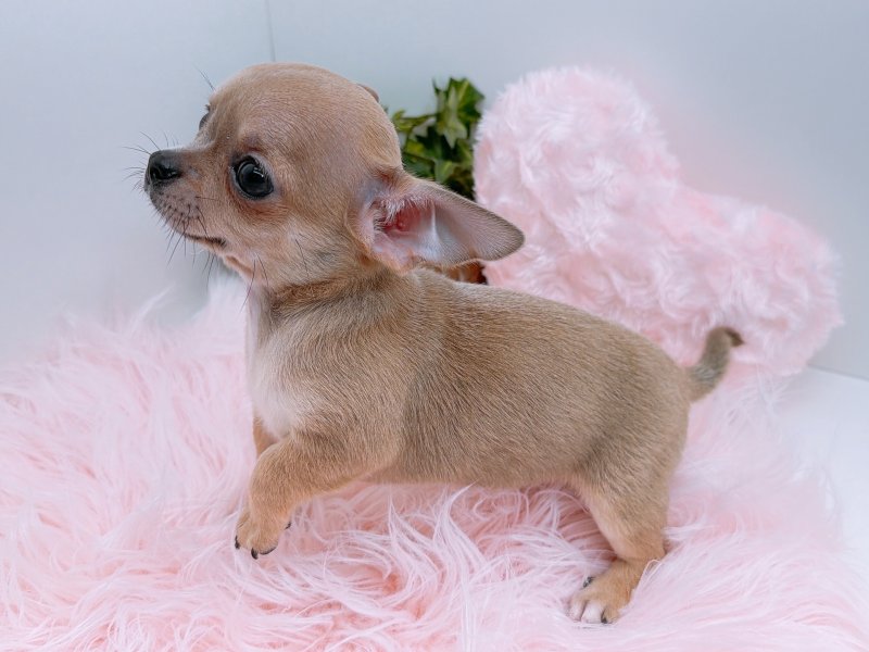 愛知県のチワワ(ロング) (ワンラブカインズ小牧店(FC)/2025年10月5日生まれ/男の子/ブルーフォーン)の子犬の3枚目の画像