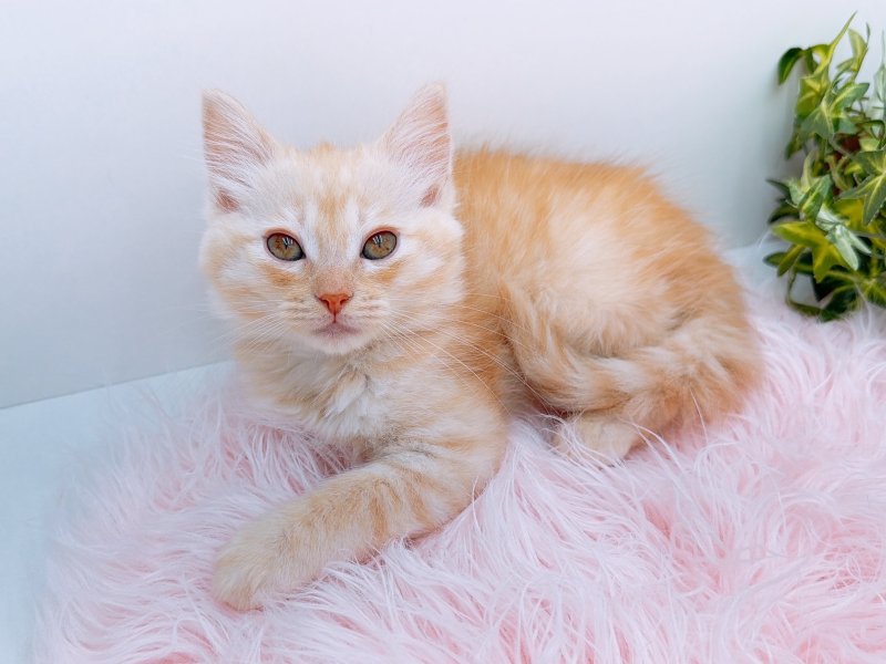 愛知県のラパーマ (ワンラブカインズ小牧店(FC)/2025年10月5日生まれ/女の子/レッドタビー)の子猫の3枚目の画像