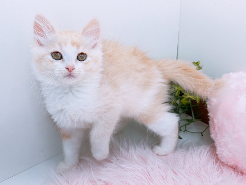 愛知県のラパーマ (ワンラブカインズ小牧店(FC)/2025年10月5日生まれ/女の子/レッドタビーホワイト)の子猫の3枚目の画像