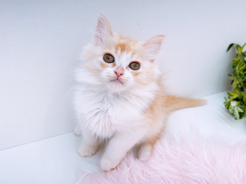 愛知県のラパーマ (ワンラブカインズ小牧店(FC)/2025年10月5日生まれ/女の子/レッドタビーホワイト)の子猫の3枚目の画像